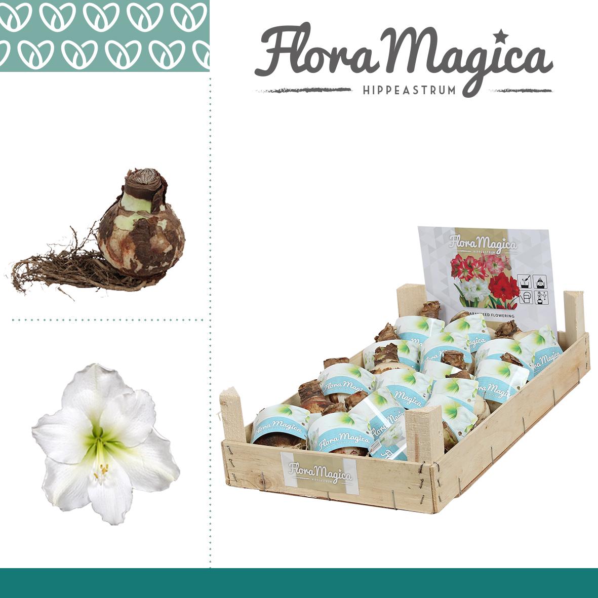 amaryllis-hippeastrum