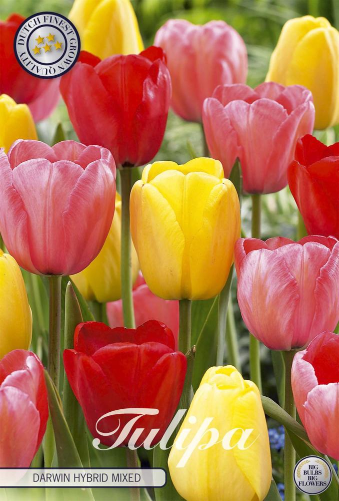 tulipa
