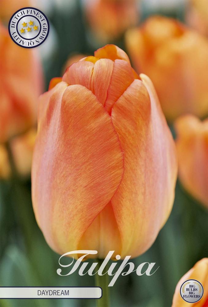 tulipa