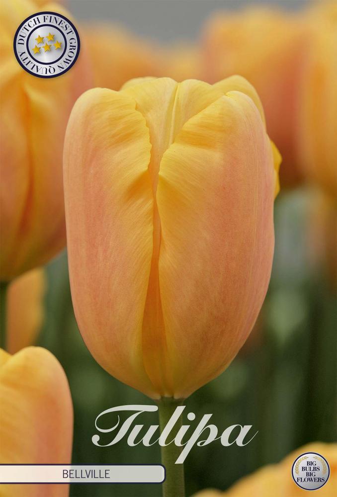tulipa