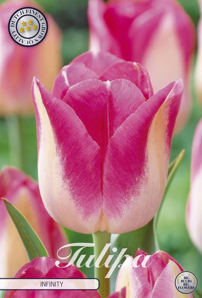 tulipa