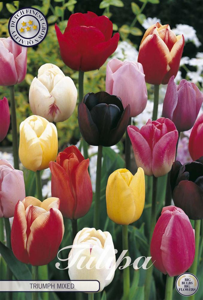 tulipa