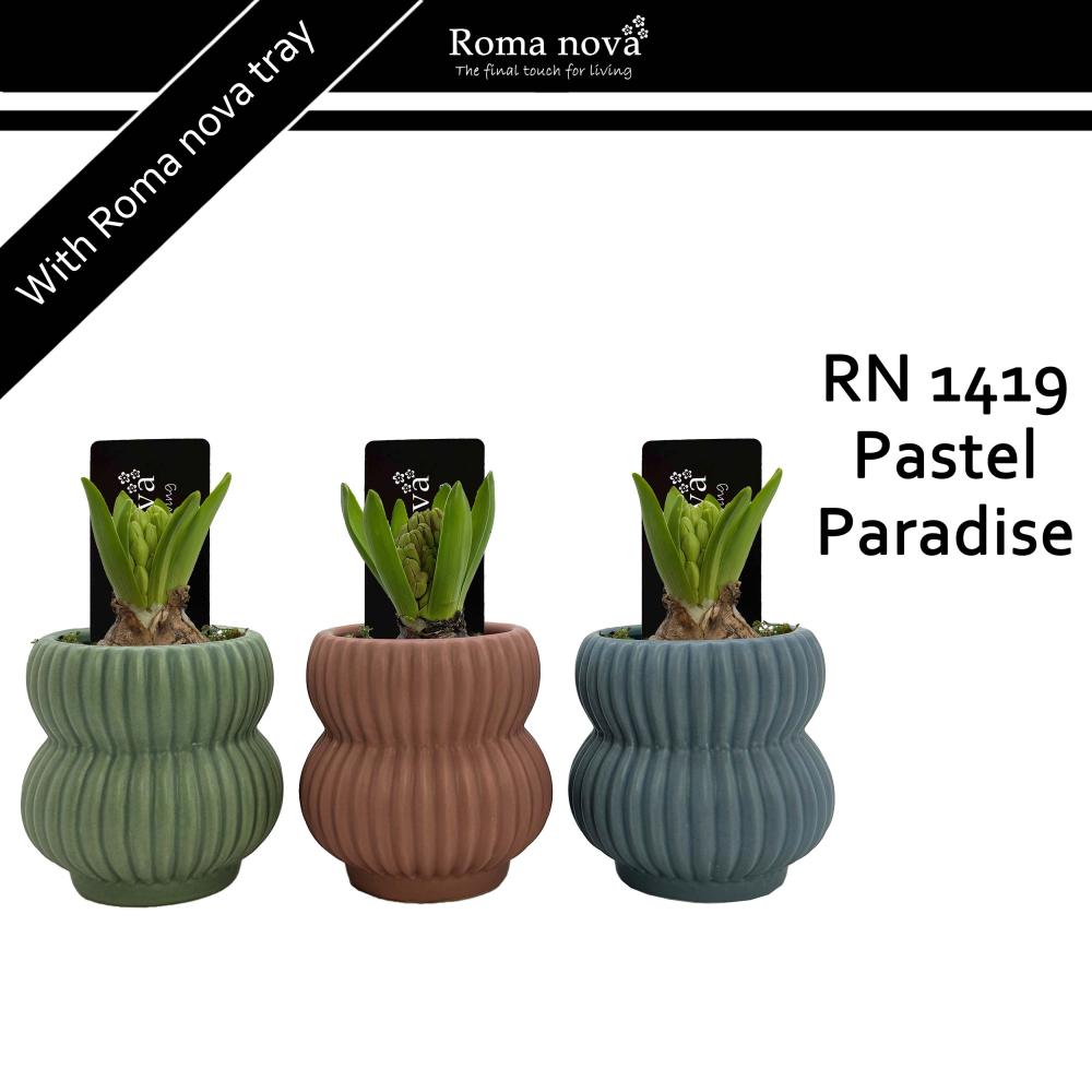 bulbes jacinthes narcissus...