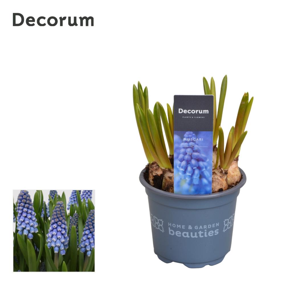 Muscari