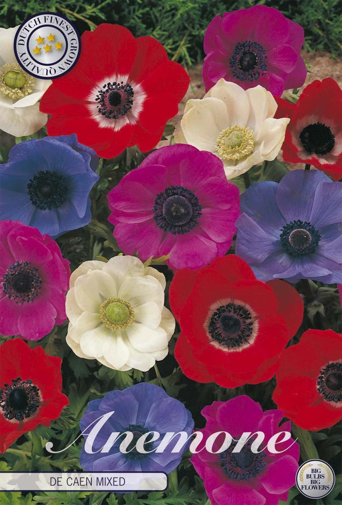 anemone