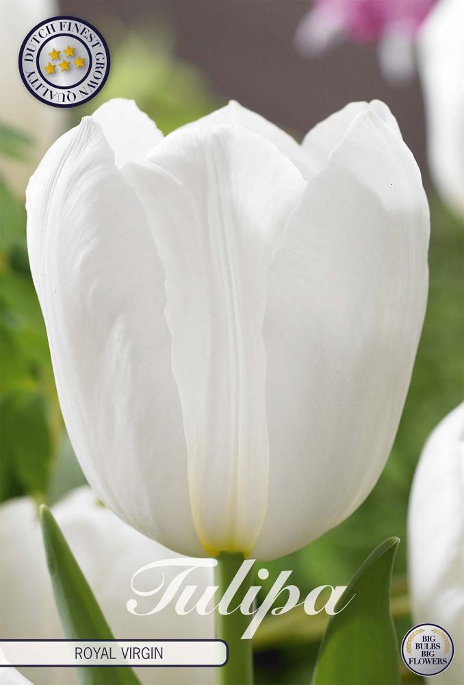 bulbes jacinthes narcissus...