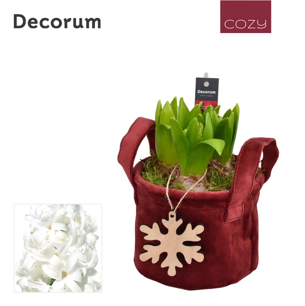 bulbes jacinthes narcissus...