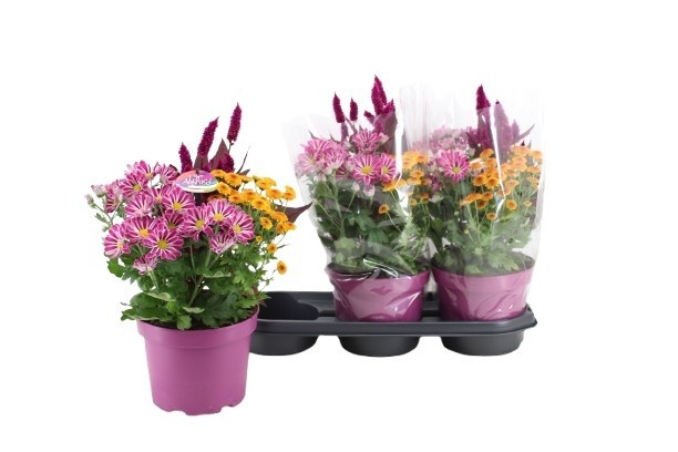 Chrysanthemum/Celosia