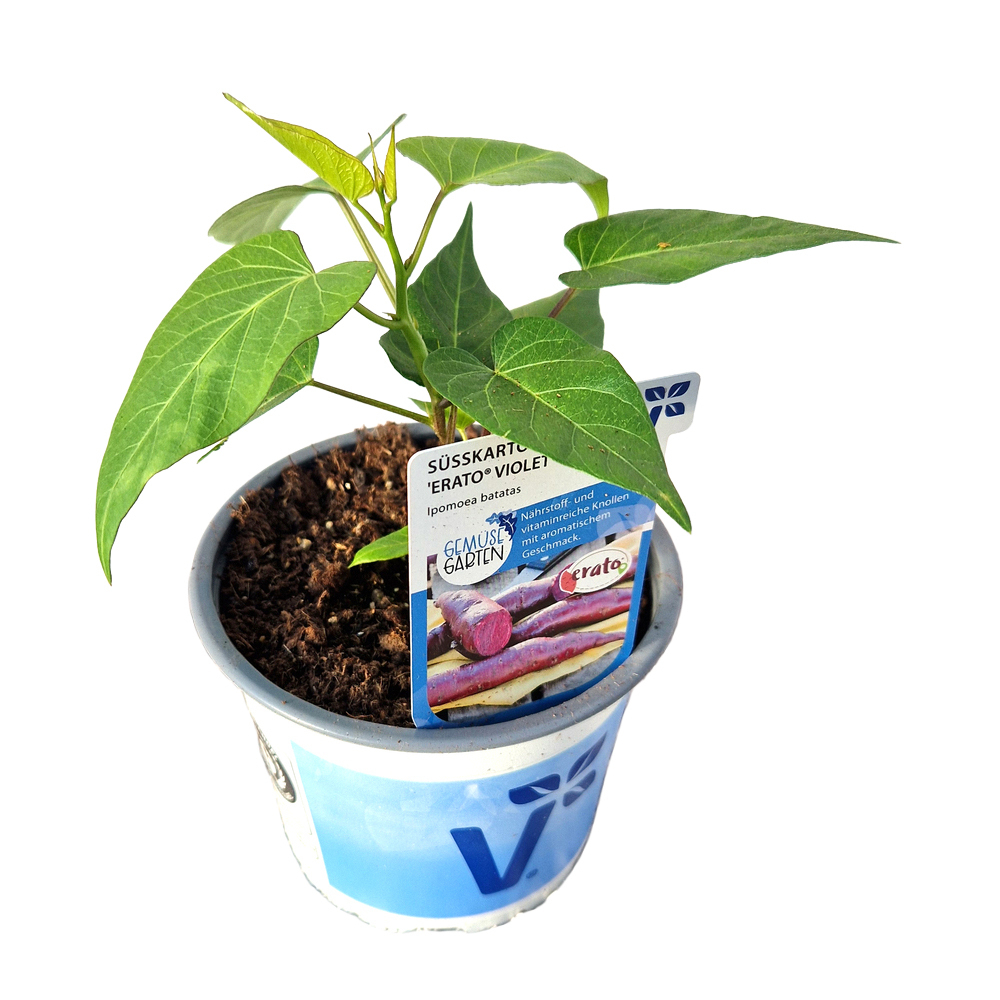 Ipomoea batatas erato violet
