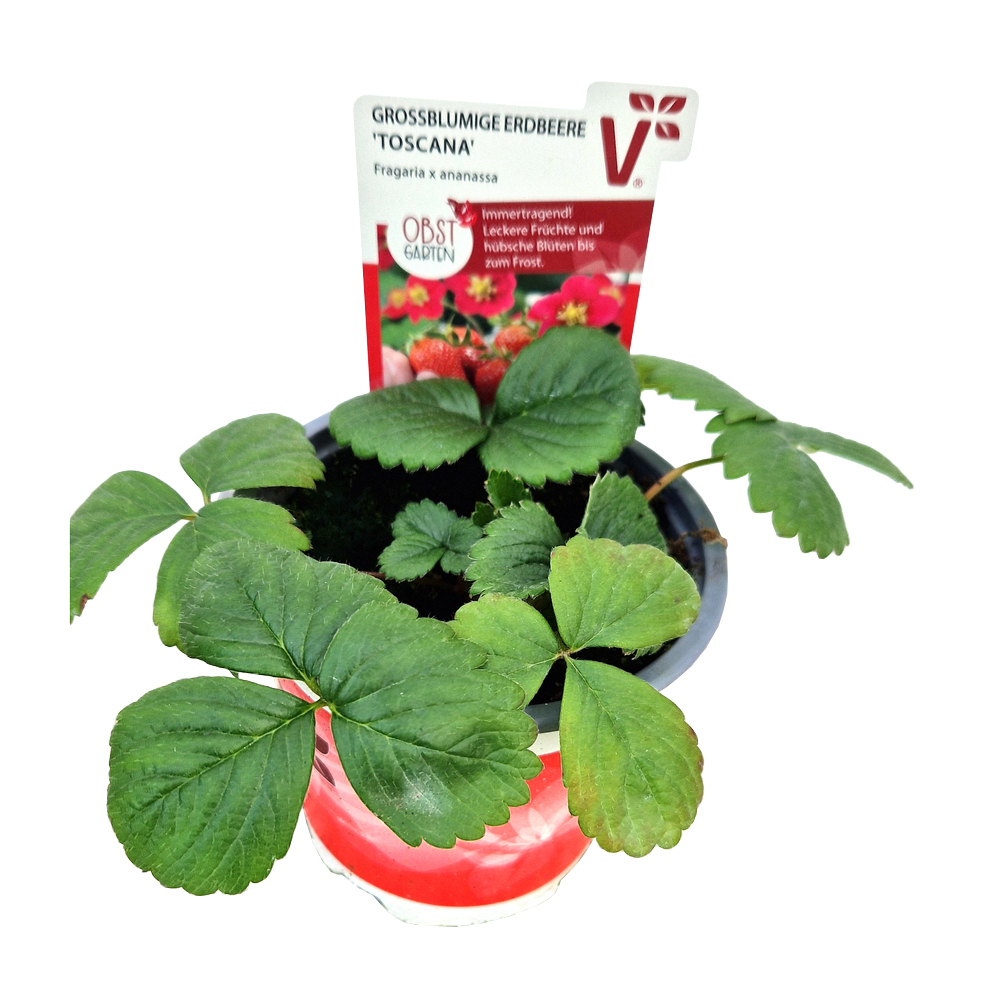 Fragaria ananassa toscana f1