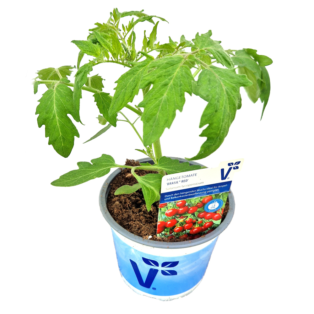 Lycopersicon esculentum brasil red