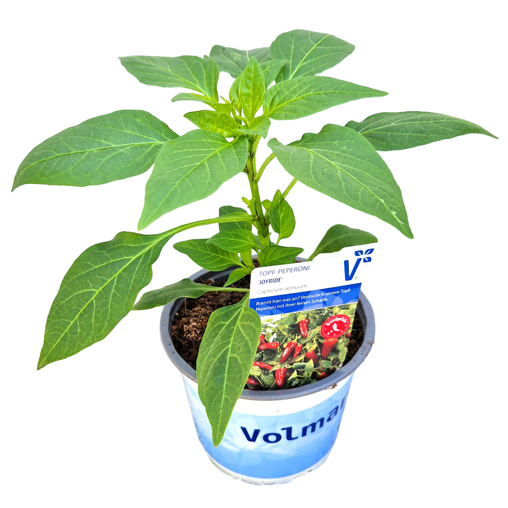 Capsicum annuum joyride