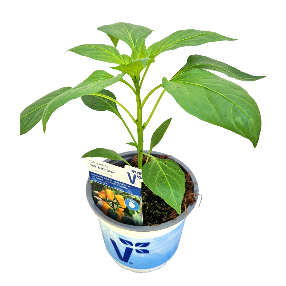 Capsicum annuum sweet bells yellow