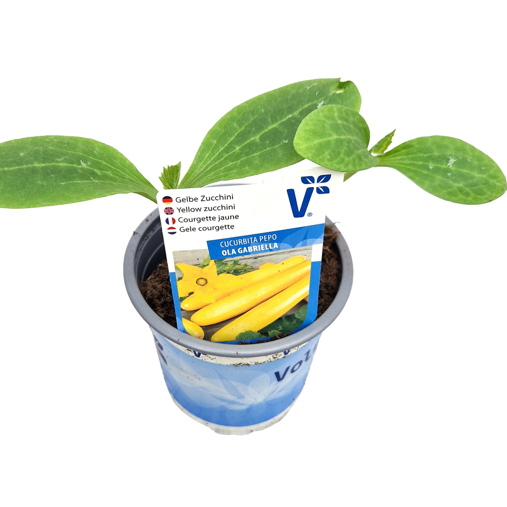 Cucurbita pepo ola gabriela