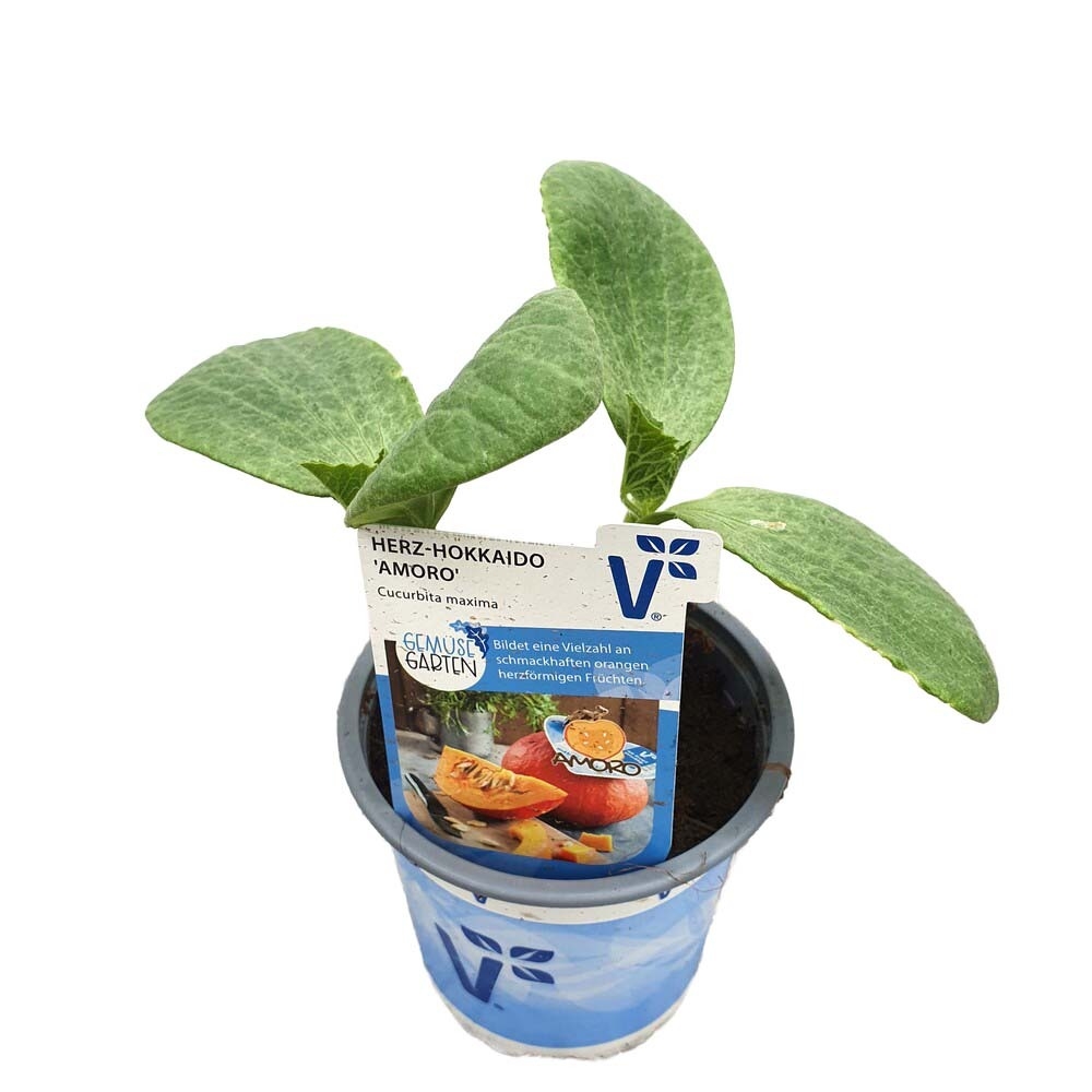 Cucurbita maxima amoro