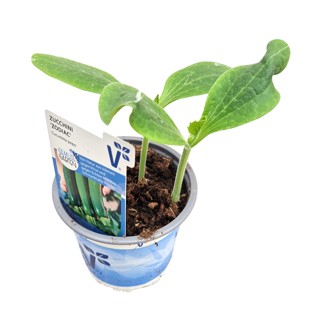 Cucurbita pepo zodiac f1