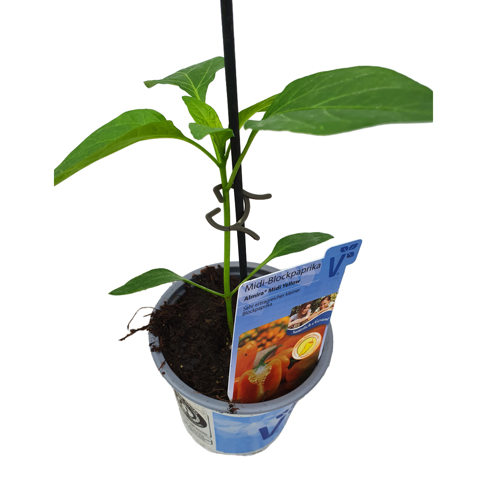 Capsicum annuum almira midi yellow