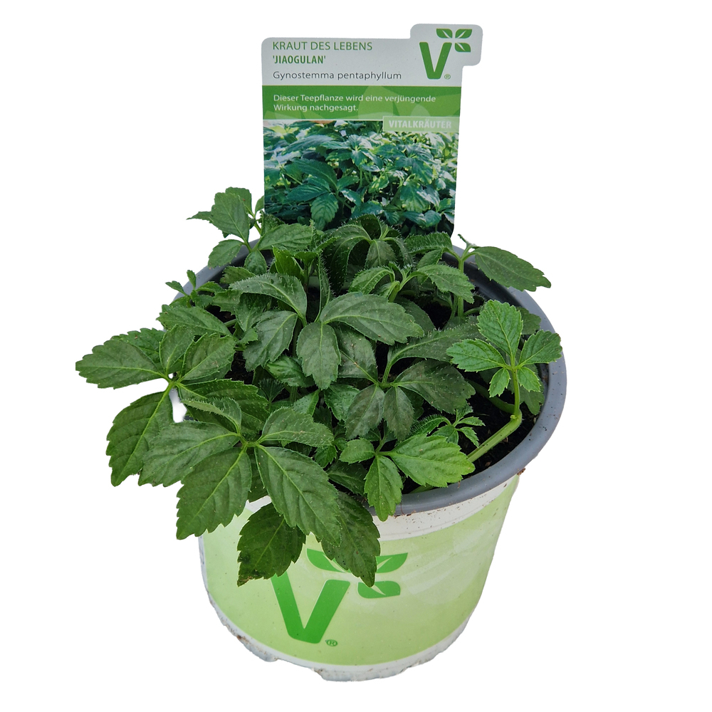 Gynostemma pentaphyllum jiaogulan