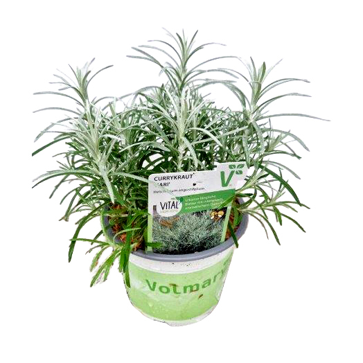 Helichrysum angustifolia kari