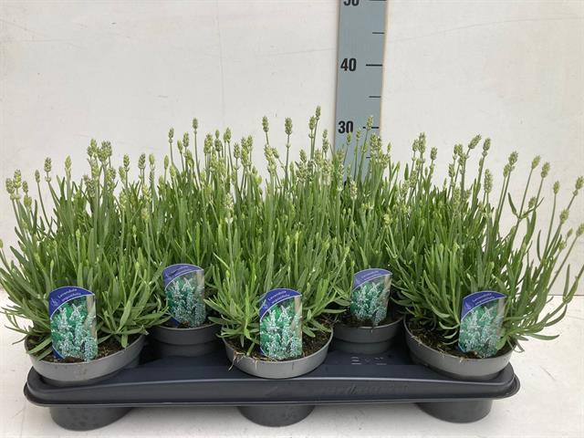 lavande - lavandula