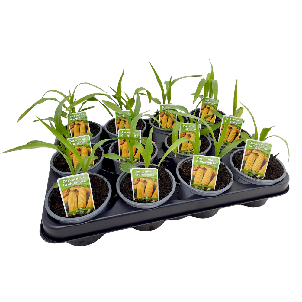 Zea mays saccharate