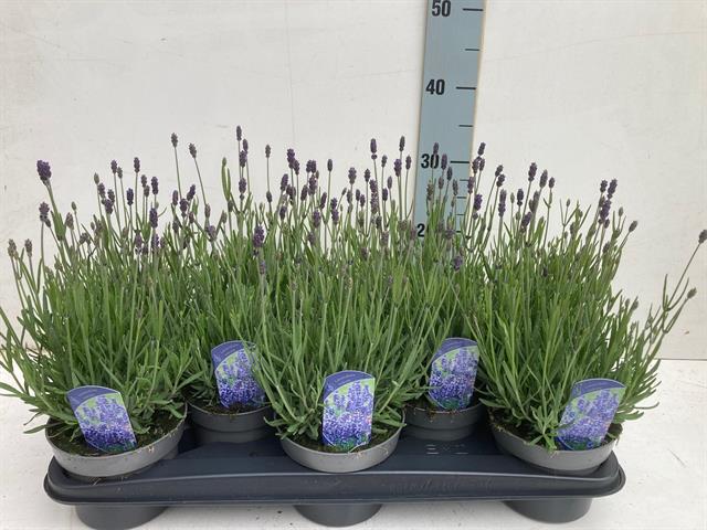 lavande - lavandula
