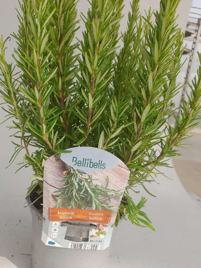 Romarin - rosmarinus