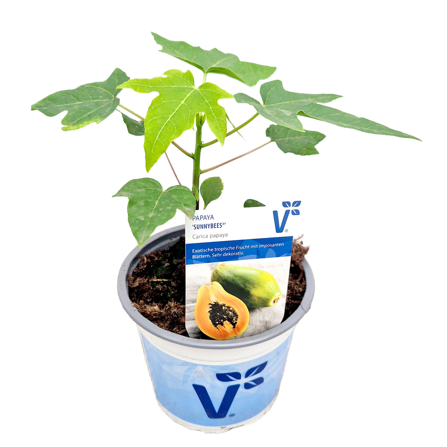 Carica papaya sunnybees
