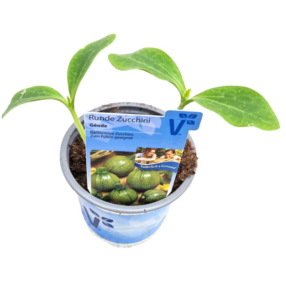 Cucurbita pepo géode