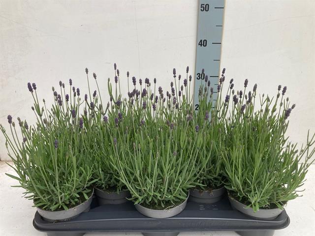 lavande - lavandula