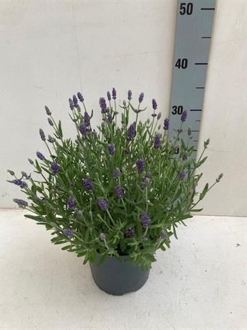 lavande - lavandula
