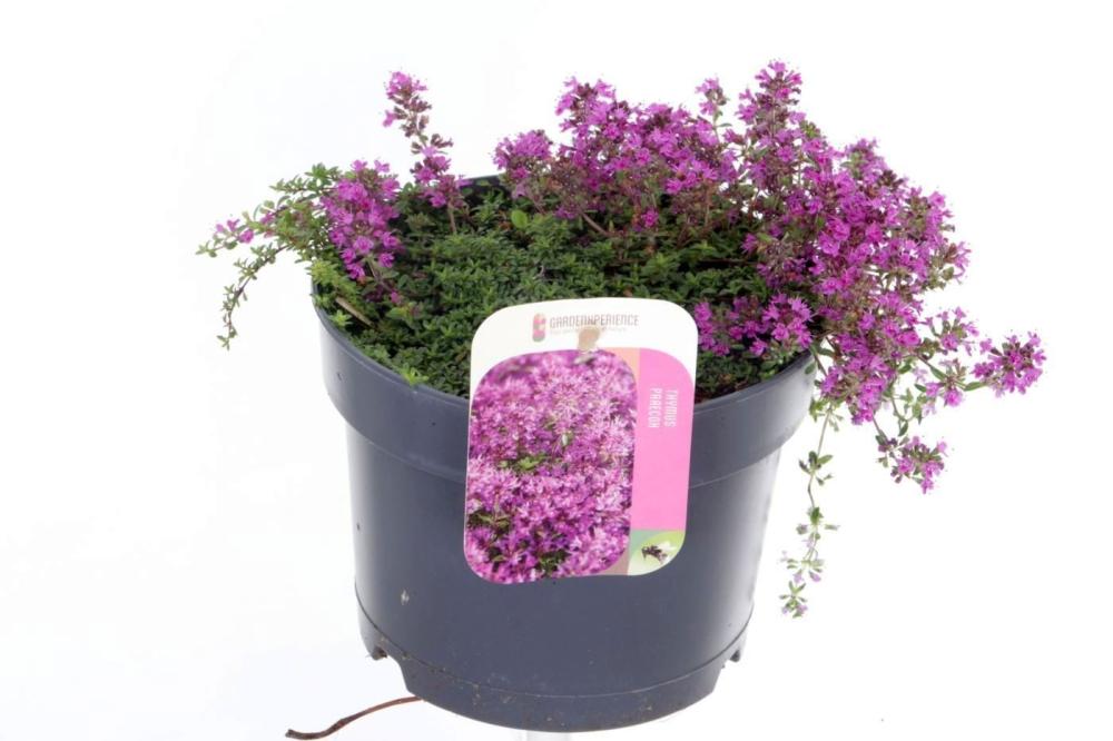thymus