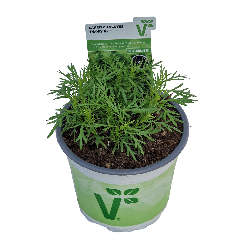 Tagetes filifolia dropshot