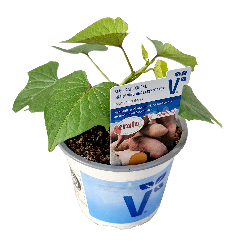 Ipomoea batatas erato early orange