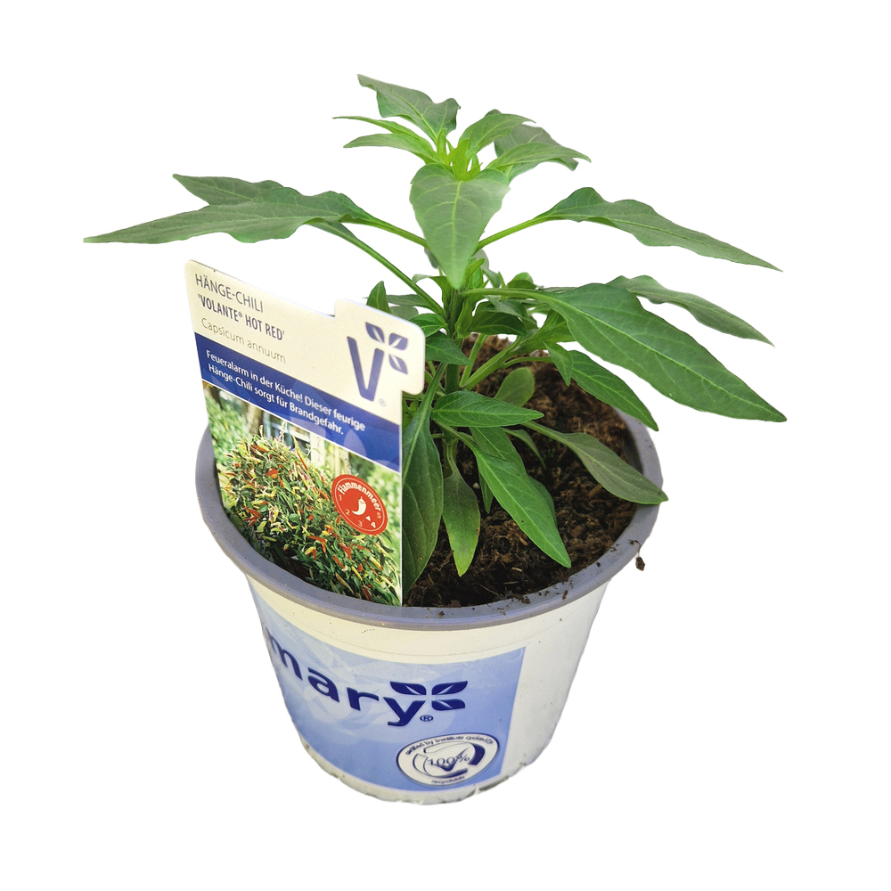 Capsicum annuum volante hot red