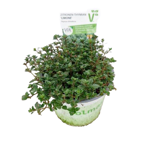 Thymus citriodorus summerdreams lemon green