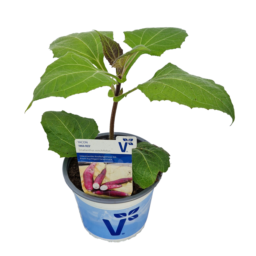 Smallanthus sonchifolous inka red