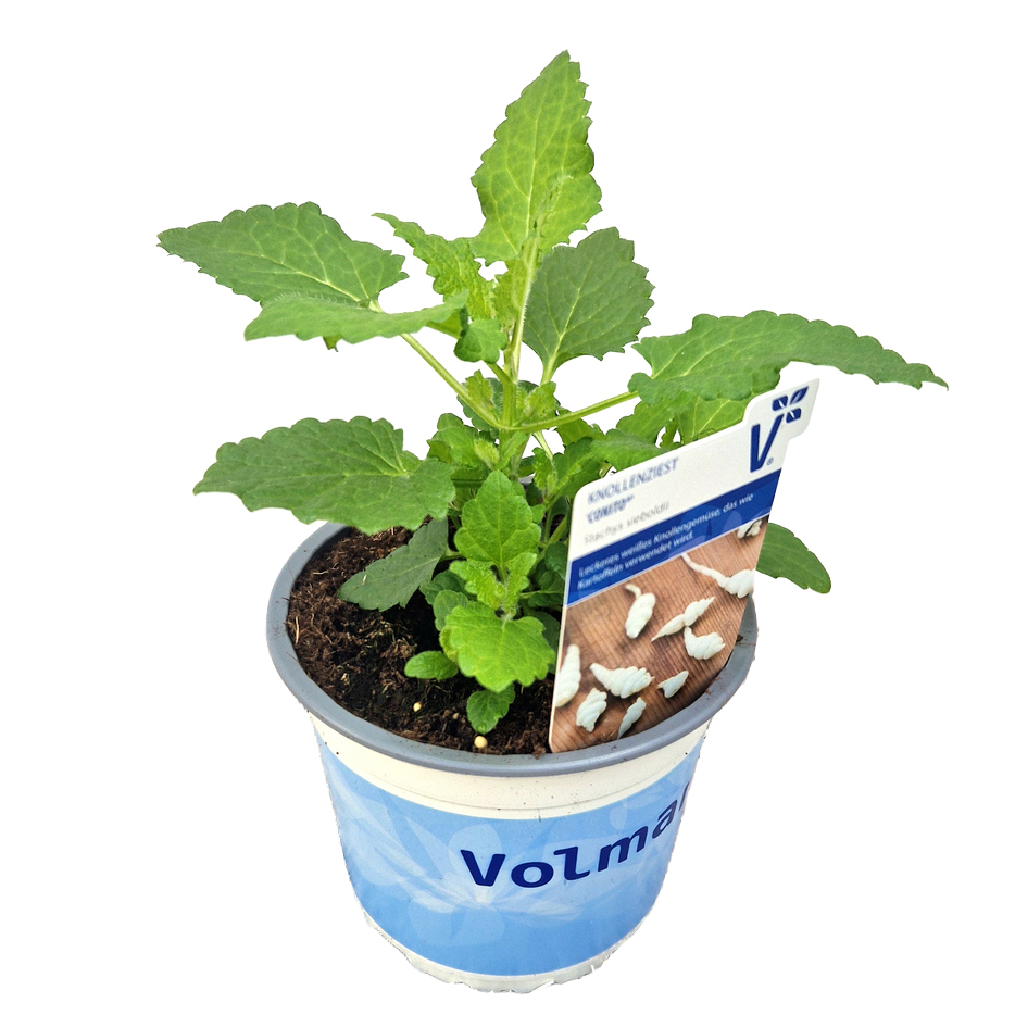 Stachys sieboldii conito