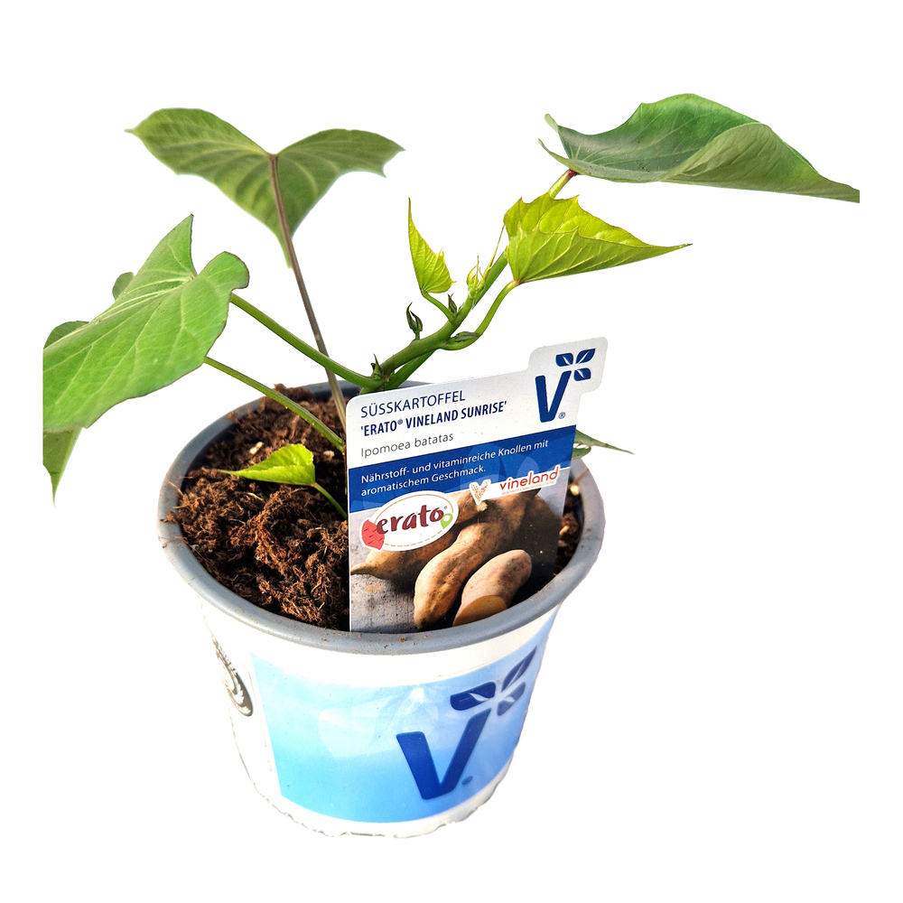 Ipomoea batatas erato sunrise