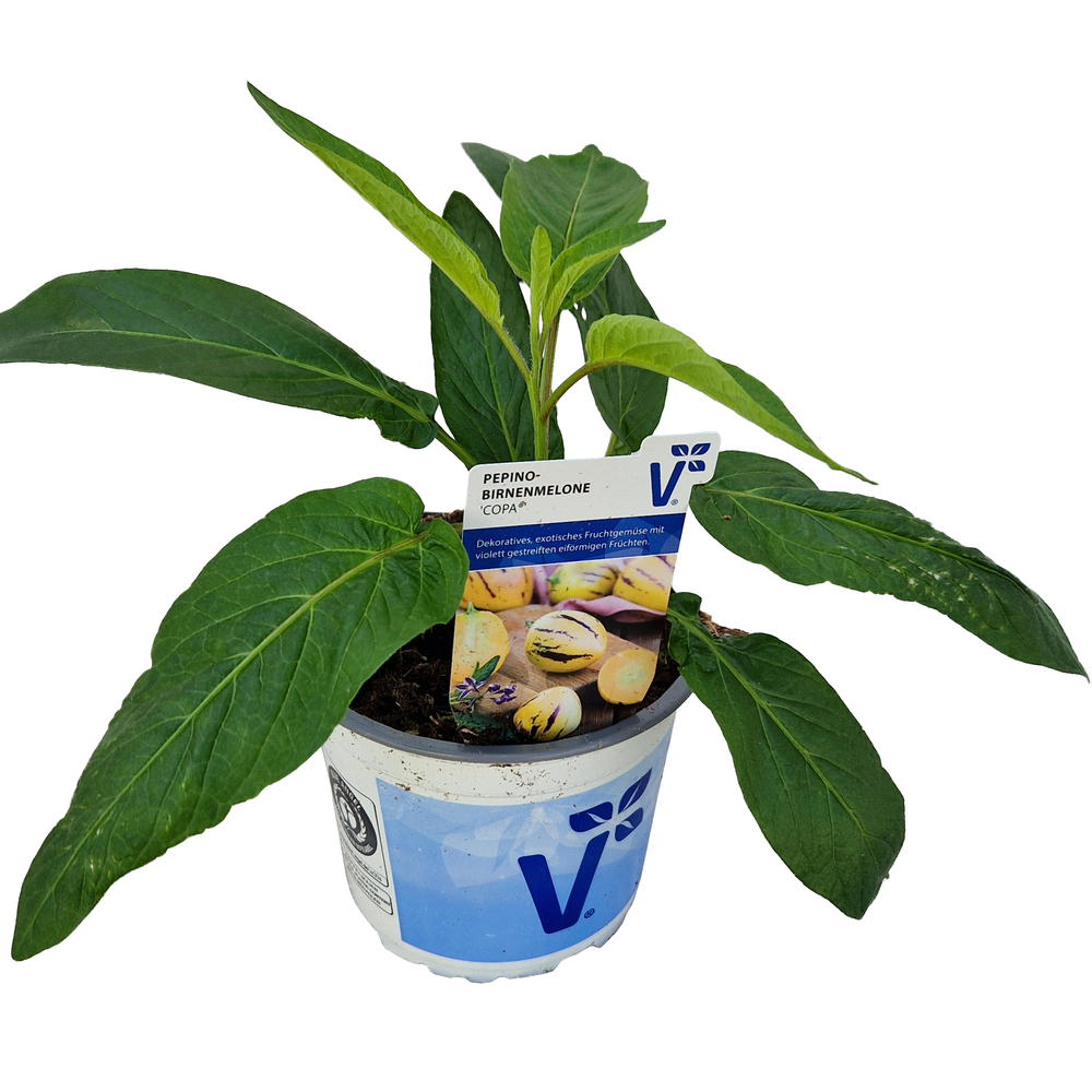 Solanum muricatum copa