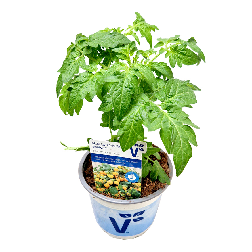 Lycopersicon lycopersicum primagold