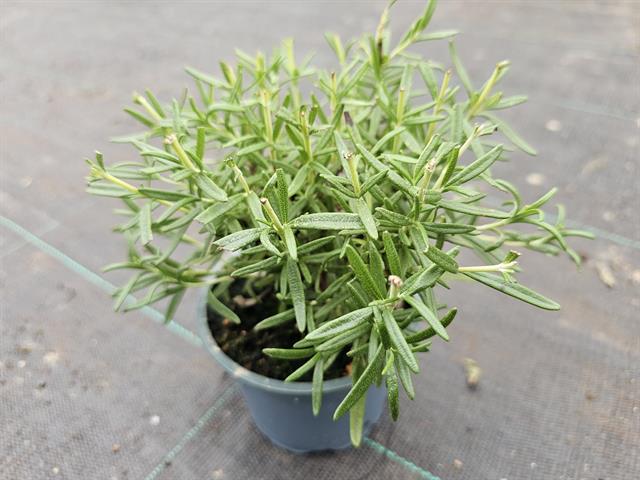 romarin - rosmarinus