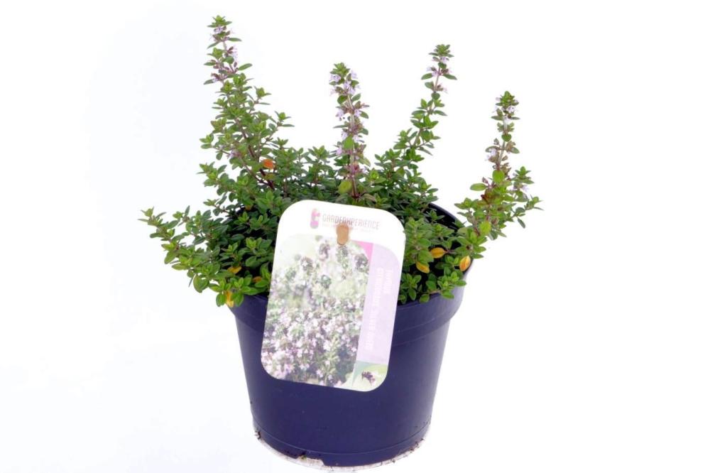 thymus