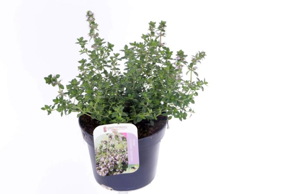 thymus