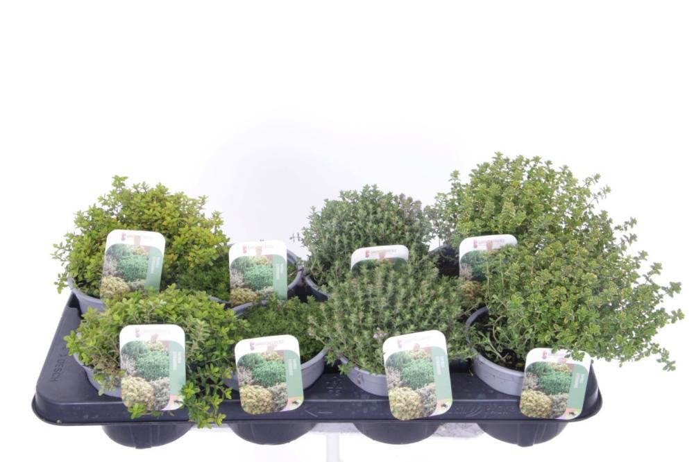 thymus