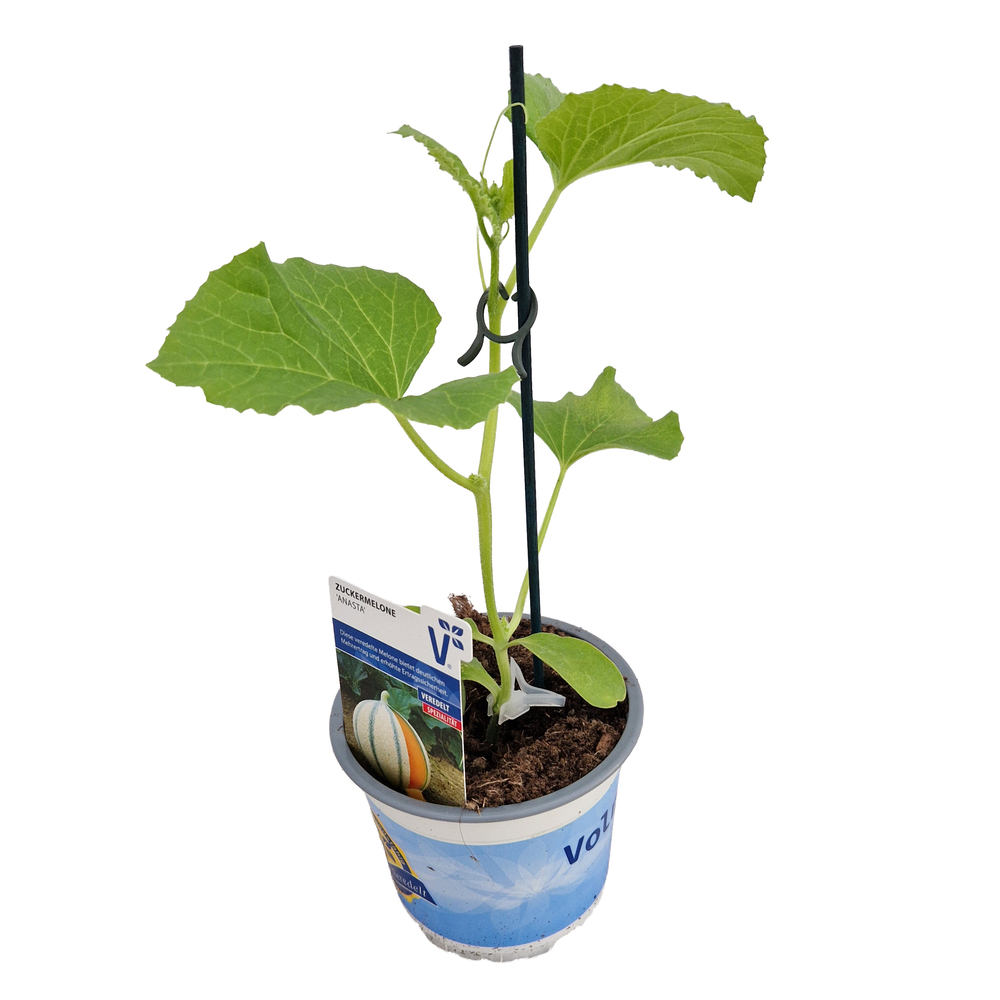 Cucumis melo anasta f1