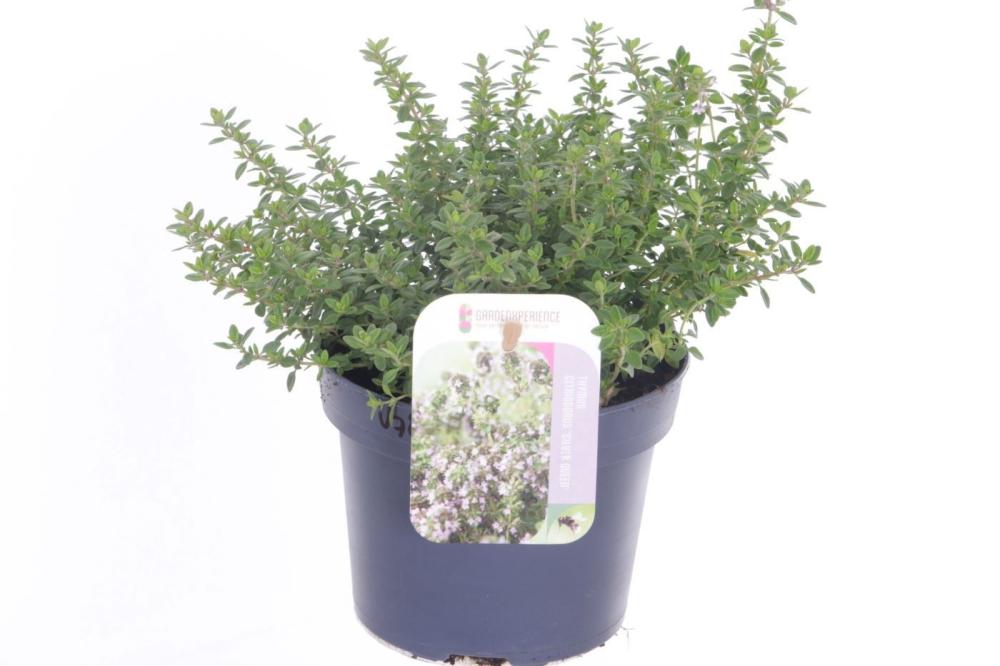 thymus