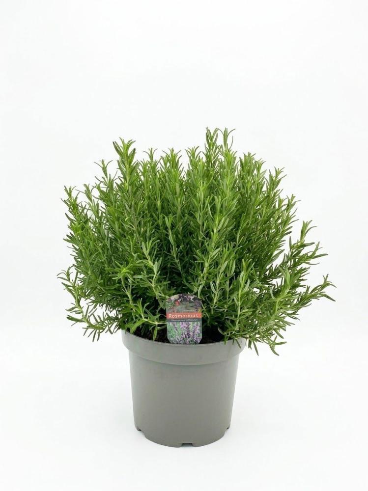 Rosmarinus