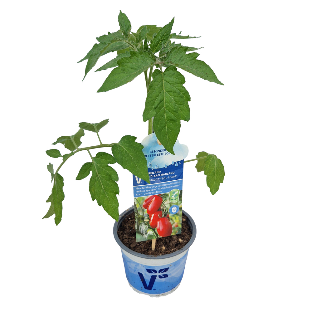 Solanum lycopersicum phiavita