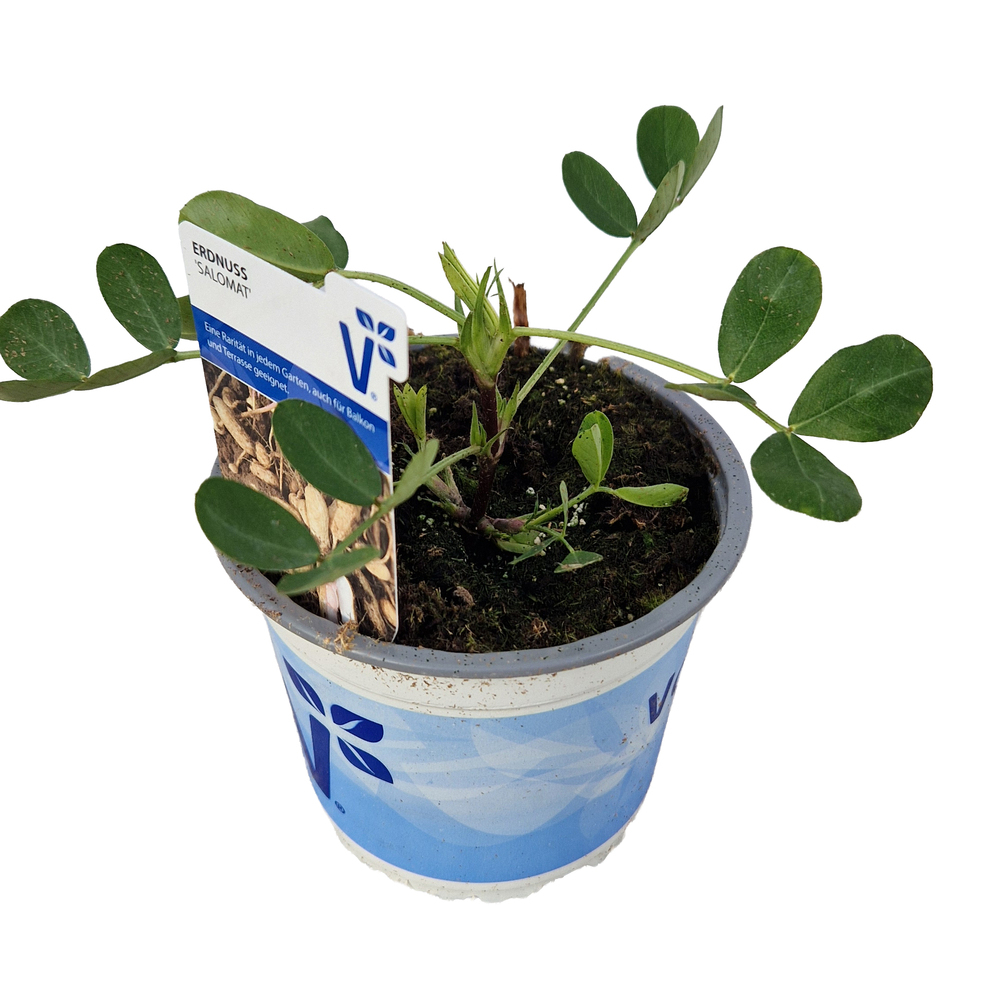 Arachis hypogaea